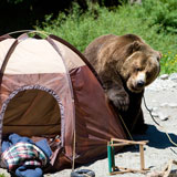 Bear and a tent