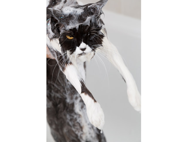 Soapy cat