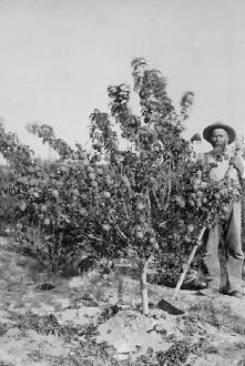 Farmer In His Orchard