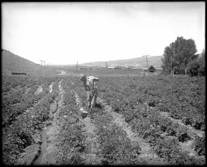 Irrigated Potato Farm (1908)