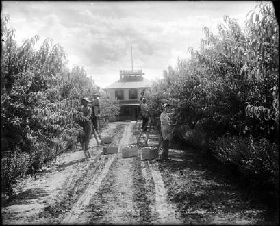 Picking Peaches Near Clifton (1910)