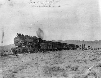 A Train Of Cattle Cars