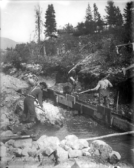 Placer Miners Using a Sluice