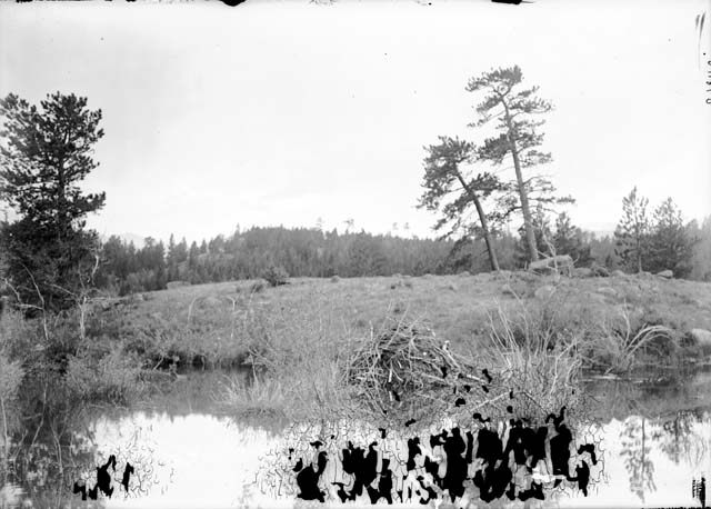 Beaver Pond And Lodge