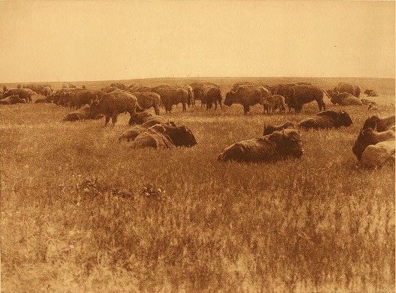 A Herd Of Buffalo