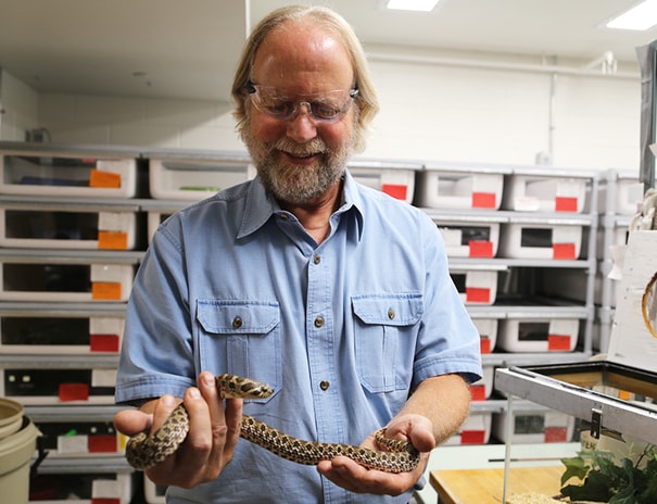Dr. Steve Mackessy holding one of his nonvenomous snakes in his lab at UNC.