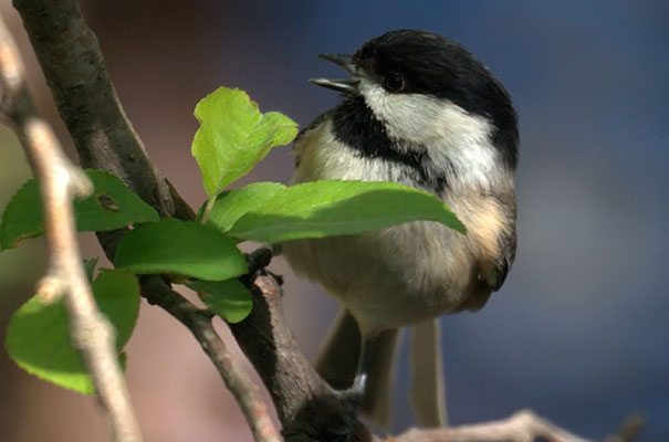 chickadee