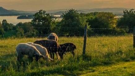 Grasslands with sheep grazing