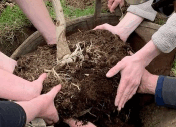 A group of people planting a tree together during Make Your Mark event
