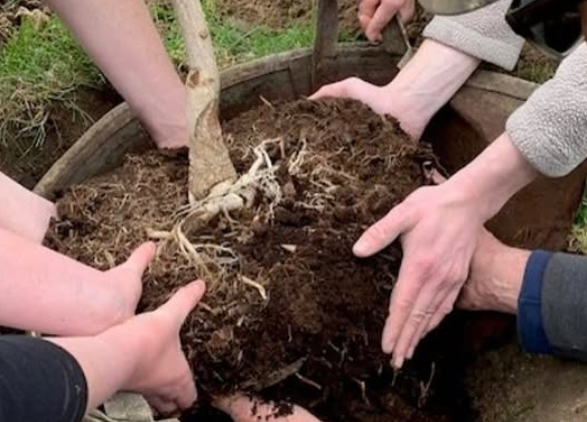 A group of people planting a tree together during Make Your Mark event