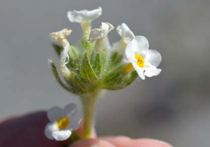 Plat specimen housed in the Southern Rocky Mountain Reference Collection; the plant has white flowers with a yellow sitting and a green stem.