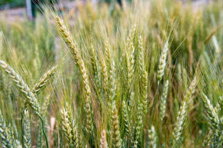Wheat in Xeric Garden