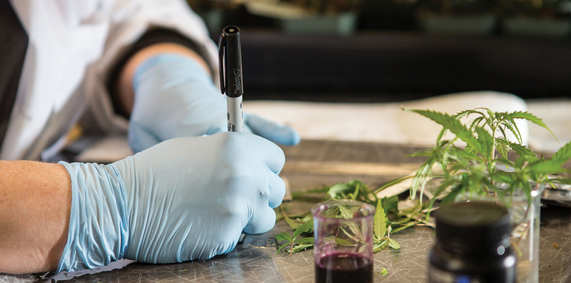 A scientist wearing gloves writing something down related to CBD research