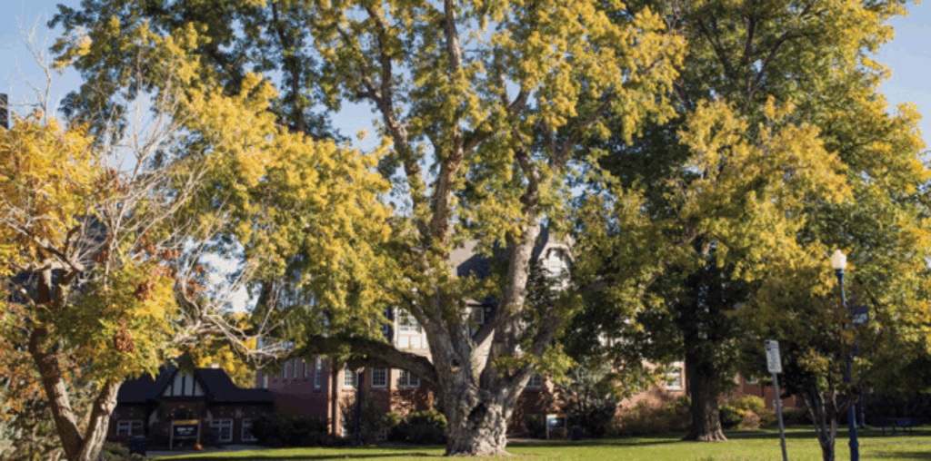 UNC's giant silver maple tree standing tall in the sun.