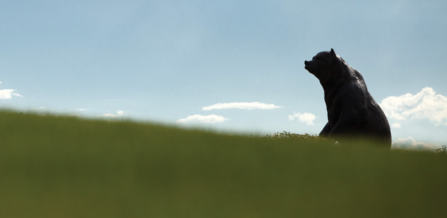 The Northern Vision bear statue off in the distance