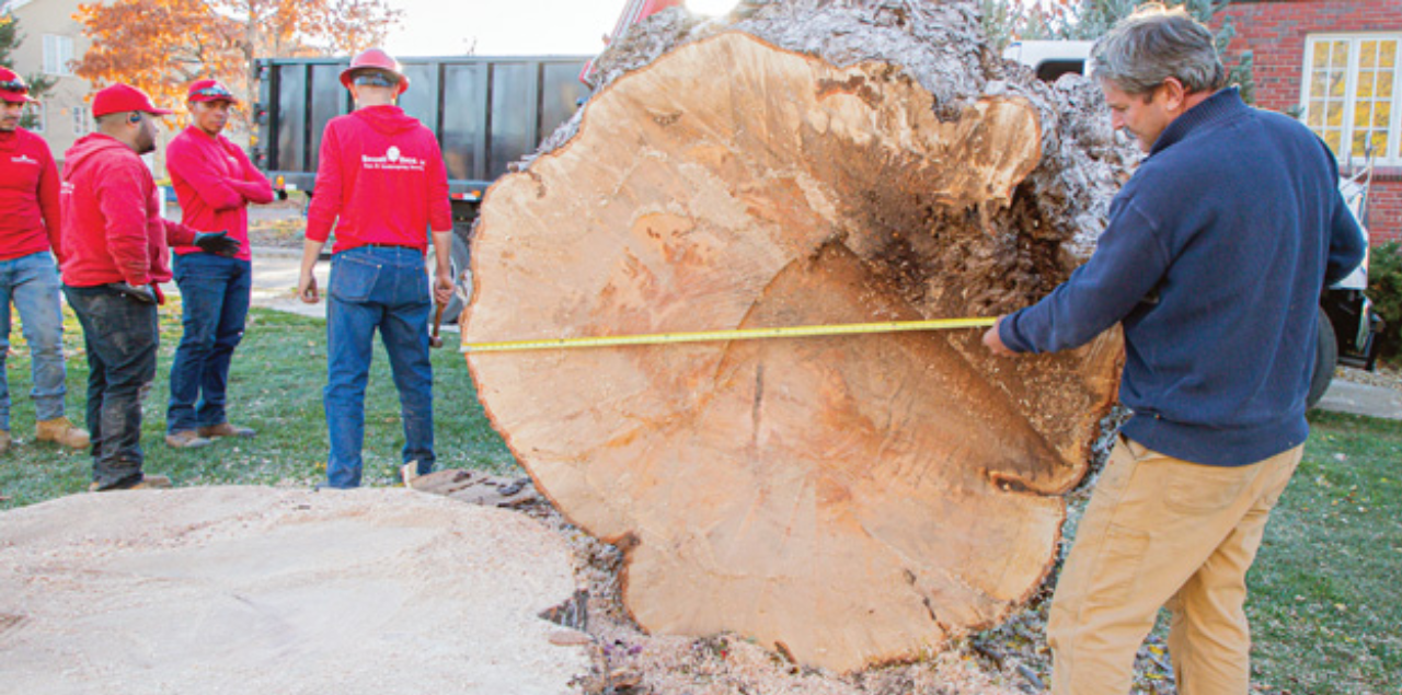 Workers standing around the severed trunk of UNC's 100-year-old silver maple tree
