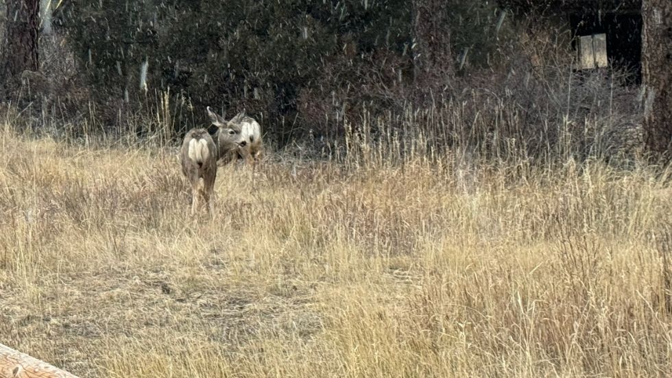 Two deer near Old Man Mountain