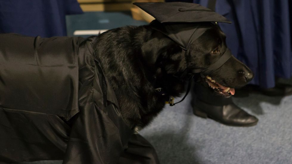A dog dressed in a graduation cap and gown