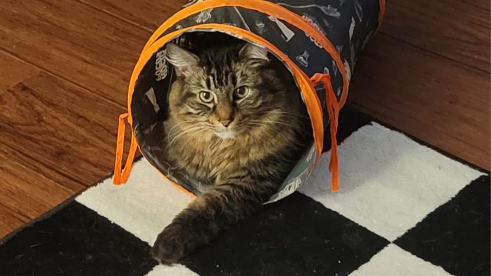 A cat in a tunnel on the floor of a Residence Hall room.