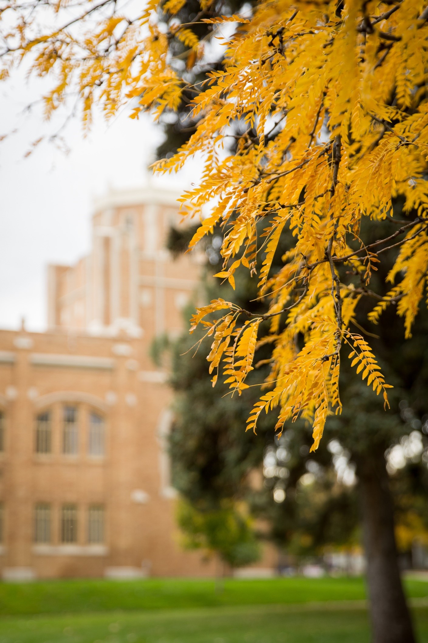 Fall leaves on UNC campus