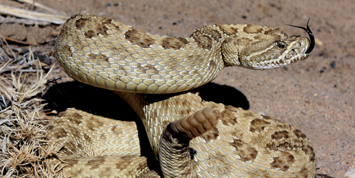 Rattlesnake.