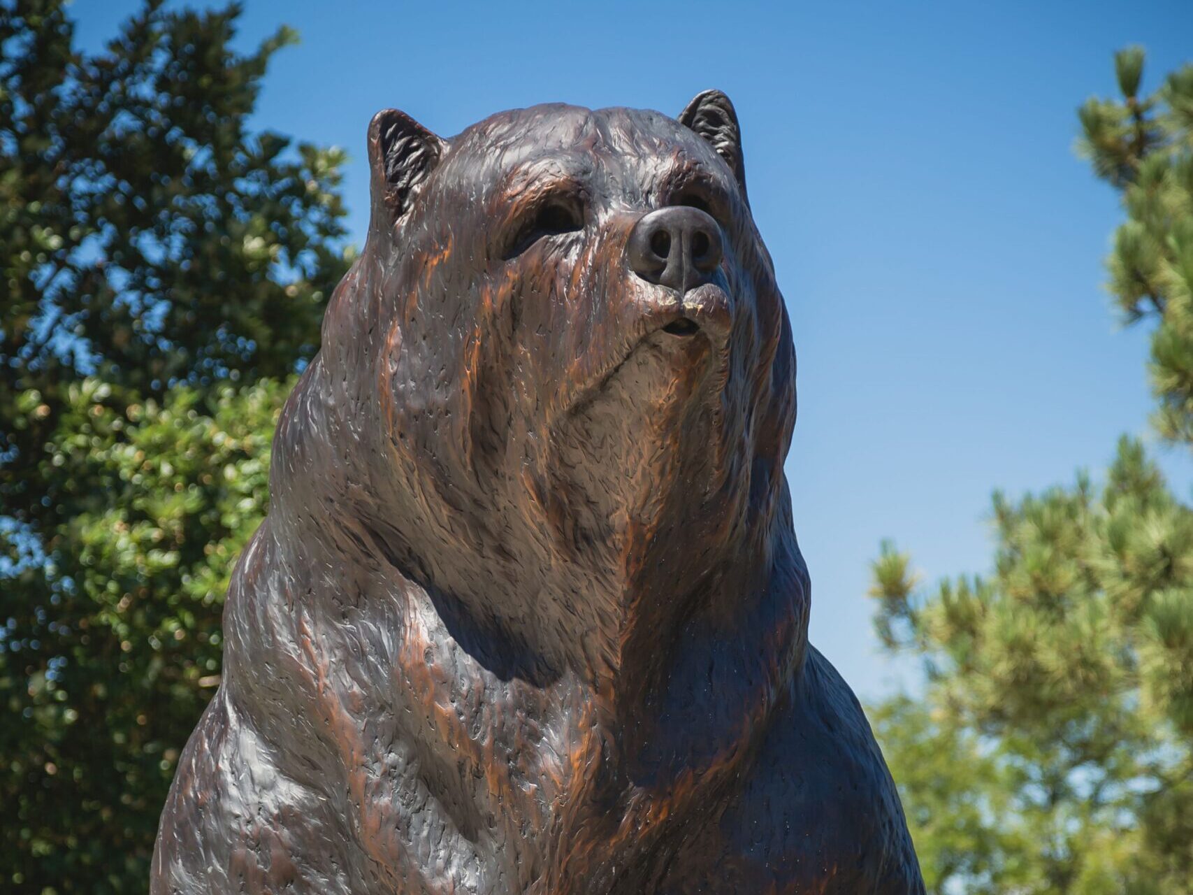 Bear Statue at UNC campus