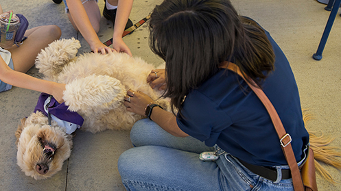 Students petting a dog near the University Center.