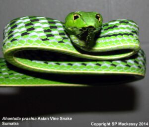 Asian Vine Snake