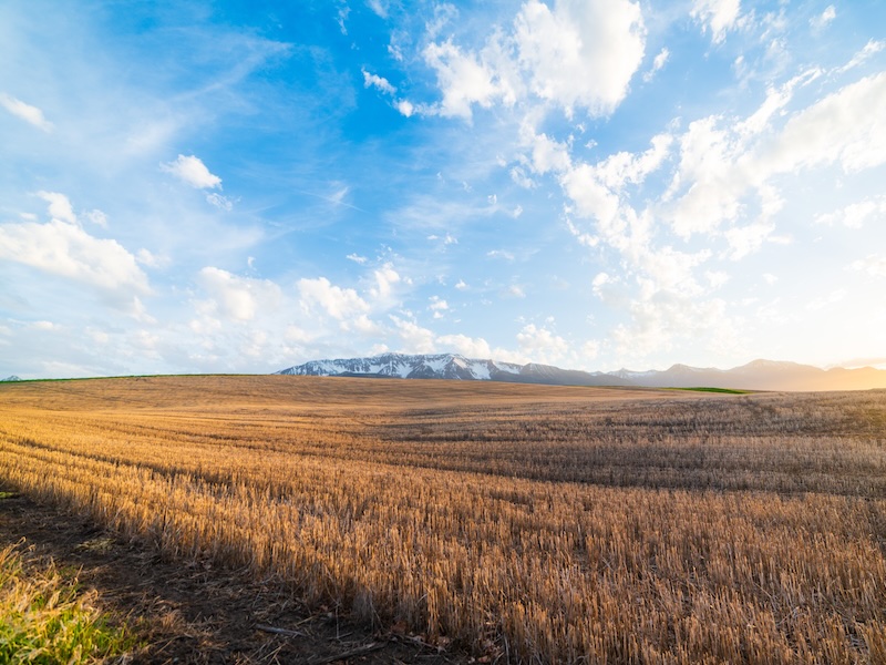 A wheat field against a backdrop of the Rocky Mountains under a bright blue sky