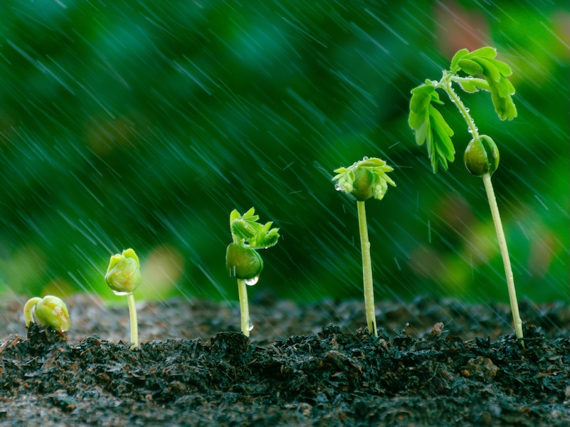 5 tree seedlings and falling rain