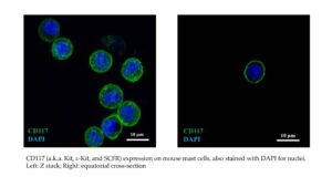 CD117 (a.k.a. Kit, c-Kit and SCFR) expression on mouse mast cells, also stained with DAPI for nuclei. Left Z stack; Right: Equatorial cross-section
