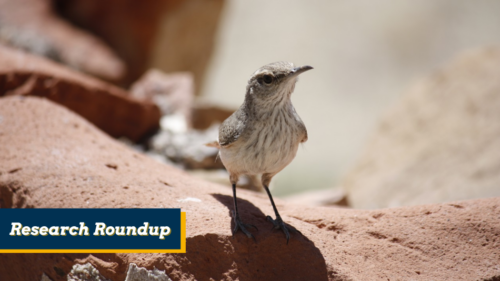 A photo of a Colorado rock wren perched on a boulder, with stylized text that reads 