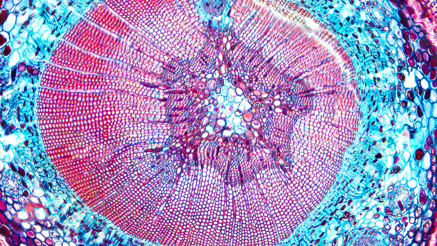 Pine tree stem, cross section, 20X enlargement, light micrograph.