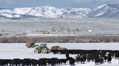 A rural Colorado landscape with snow capped mountains in the background and a tractor and cows in the foreground.