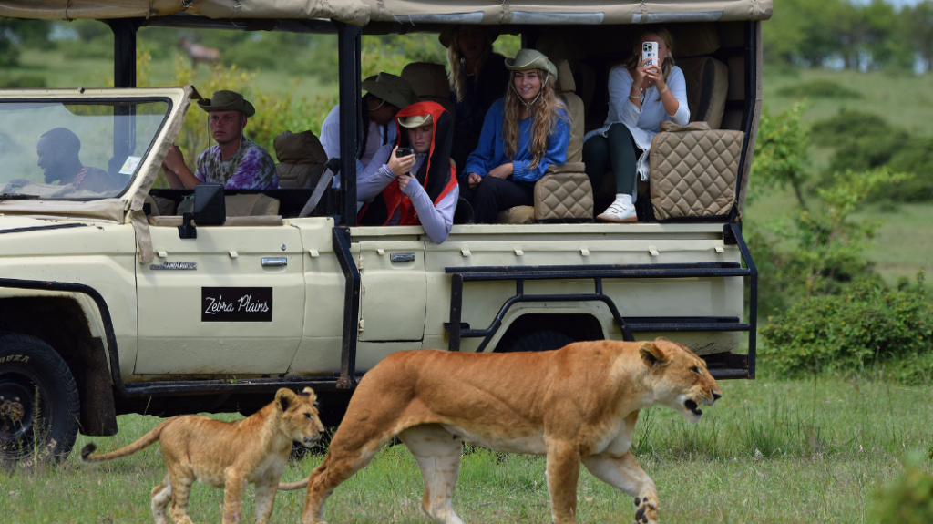 A jeep filled with Semester at Sea students driving by a lioness and her cub.