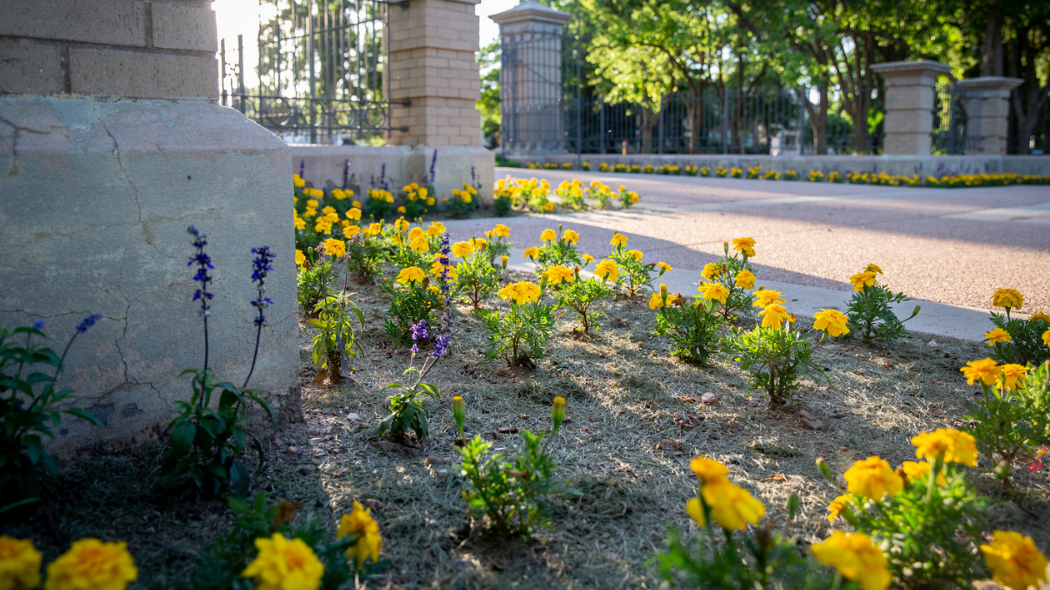 Flowers growing outside of the Mann Gates on UNC's campus.