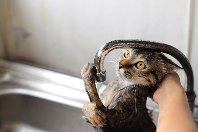 Cat under faucet