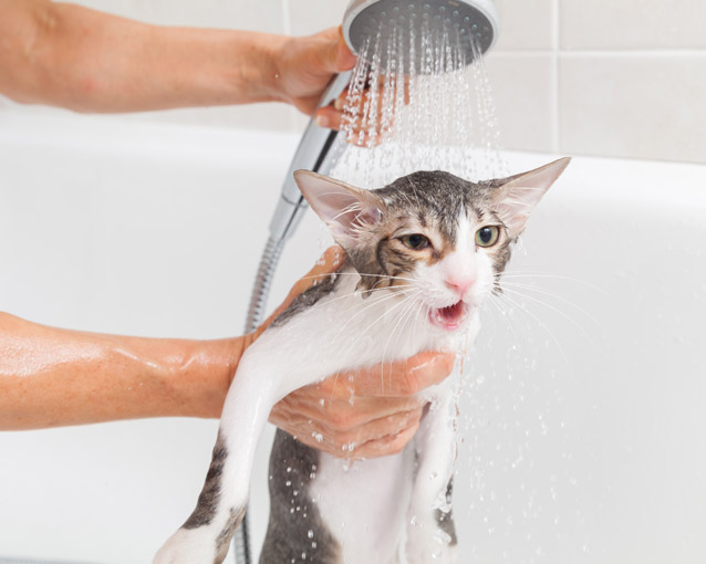 Cat showerhead