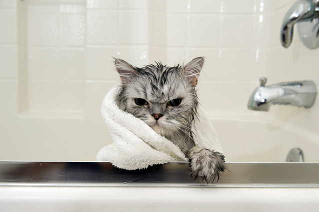 Cat in tub