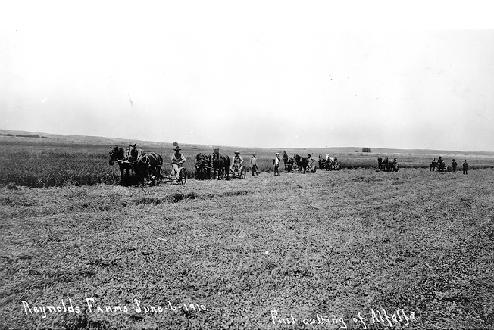 Cutting Alfalfa Hay