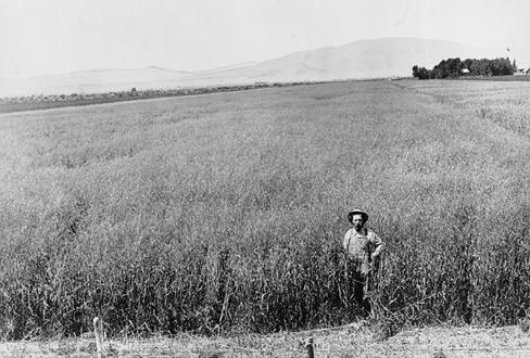 A Field Of Grain