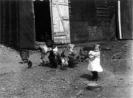 Young Girl Feeding Chickens