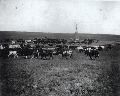 Herd Of Plains Cattle