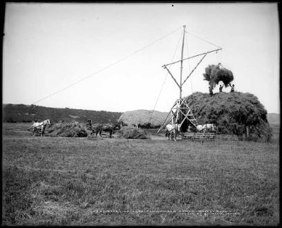 Stacking Hay Near Walden (1908)