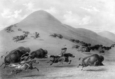 Chasing Buffalo