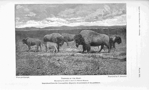 A Band Of Bison