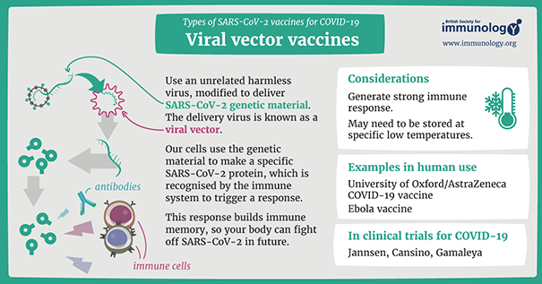 Viral vector vaccines for COVID-19