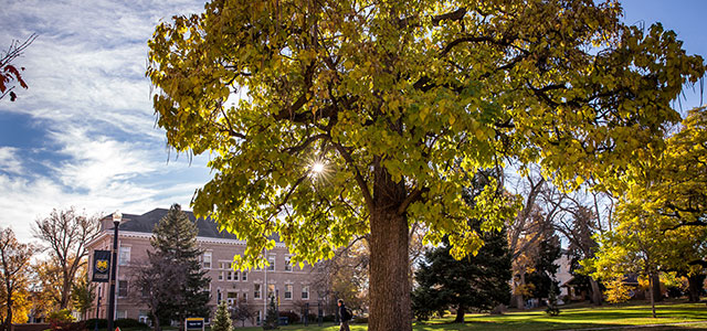 Photo of tree on UNC's campus