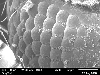 Example of a bug eye under the SEM