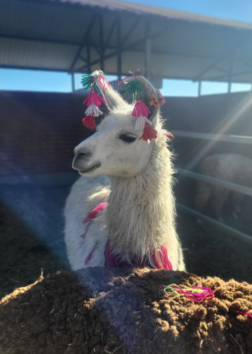 An alpaca wearing colorful pink and brown earrings